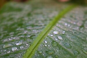Closeup Dew on The Banana Leaves photo