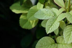 Dew Drops on White Leaves, Rose Leaf photo