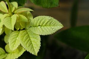 Rocío gotas en blanco hojas, Rosa hoja foto