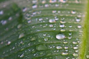Closeup Dew on The Banana Leaves photo