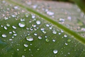 Closeup Dew on The Banana Leaves photo