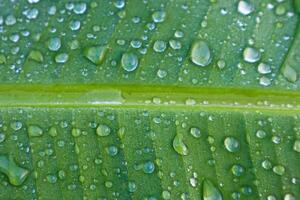 Closeup Dew on The Banana Leaves photo