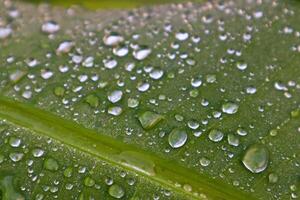 Closeup Dew on The Banana Leaves photo