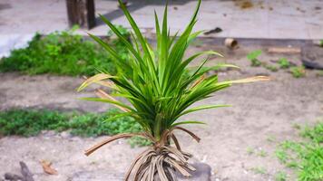 Pandan leaves are bright green photo