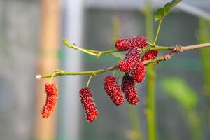 Close-up of mulberries on tree with selective focus. photo