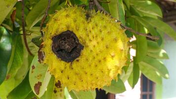 Rotting soursop fruit on a tree photo