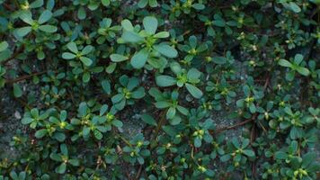 Purslane flower plants that have not yet grown flowers photo