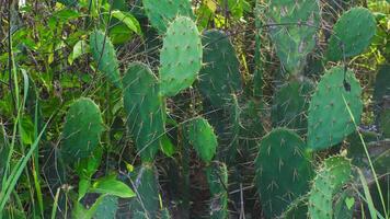 espinoso cactus plantas ese crecer extensamente en tropical areas foto