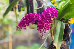 Close-up of beautiful purple small orchids are blooming with natural background in the garden. photo