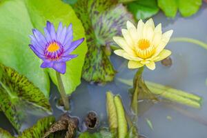 Beautiful of purple and yellow lotus are blooming photo