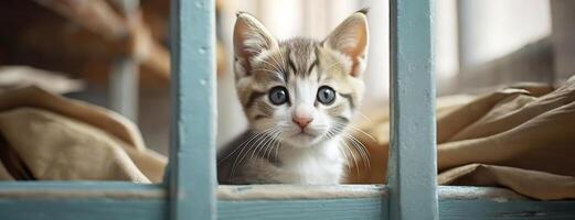 AI Generated Sad kitten peers through the bars, exuding innocence and curiosity. Cat gazes through a window, its big blue eyes full of wonder and a tender appeal that warms the heart. Panorama with photo