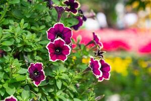 Close-up of colorful petunia flowers are blooming in the garden photo