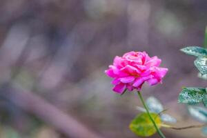 Close-up of miniature pink rose flower blooming with natural background in the garden photo