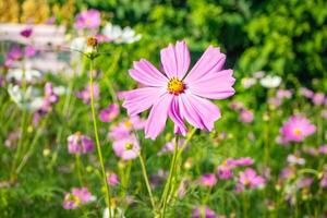 de cerca de rosado cosmos flores son floreciente en el jardín foto