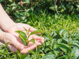 Hands protect holding green tea leaf at tea plantation photo