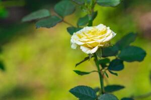 Close-up of miniature yellow rose flower blooming with nature background in the garden photo