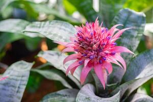 Close-up of pineapples flower are blooming in the garden photo