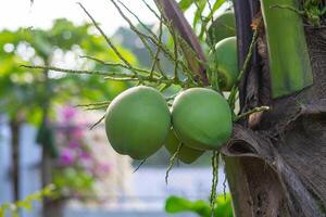 primer plano de los cocos verdes que crecen en el cocotero foto