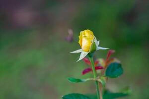 Close-up of miniature yellow rose flower blooming with natural background in the garden photo