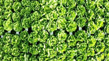 Aerial view from drone of organic lettuce growing in a modern greenhouse with high tech harvesting technology. video