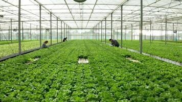 aéreo ver de agricultores trabajando en un invernadero dónde verde ensalada es creciente video