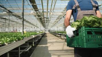 Agriculture worker carry a box of green salad in greenhouse in the summer. video