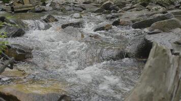 water stromen door rotsen heel zacht. snel berg rivier- in herfst. kleurrijk hout achtergrond. rivier- diep in berg Woud. natuur samenstelling. video