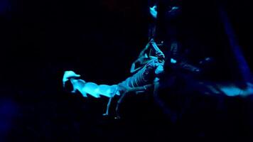 blanc et bleu Scorpion sur noir Contexte. bioluminescent Scorpion en dessous de ultra-violet lumière à une zoo. Scorpion en dessous de ultra-violet lumière. video