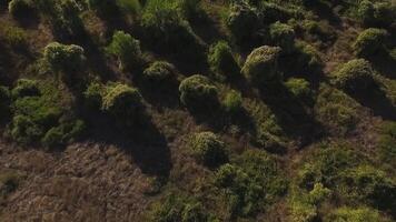 aéreo ver en gris campos con pequeño arbustos disparo. aéreo vista, directamente encima de verde arbustos naranja arboles filas agrícola campos, cultivado tierra video