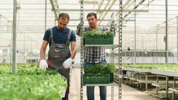 azienda agricola lavoratore nel un' moderno serra raccolta verde insalata e spingendo un' carrello con verde insalata. video