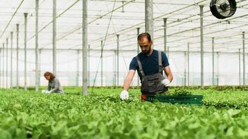 Male farm worker harvesting organic green salad in box for commerce. video