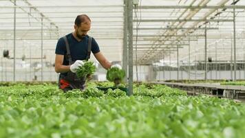 Farm worker harvesting organic green salad in a box for commerce and storage. video