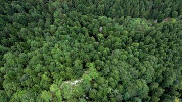 antenne top visie van zomer groen bomen in de Woud. dar vliegend bovenstaand Woud. video