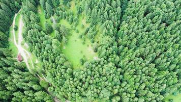 skön Drönare antenn antal fot av grön skog och naturlig parkera. video