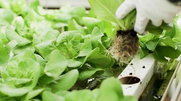 cerca arriba de agricultor en invernadero con orgánico verde ensalada para comercio. video