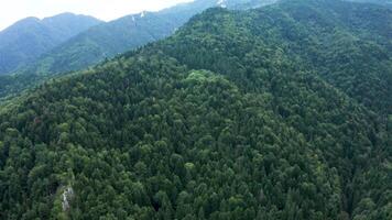 rör på sig framåt- till tall trän skog i de berg. grön dal. video