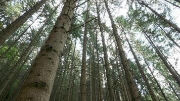 Summer sun illuminate tree trunks in the woods. Beautiful green forest. video