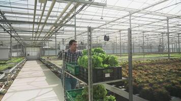 ferme ouvrier dans une serre pousser une Chariot avec biologique vert salade à espace de rangement pour Commerce. video