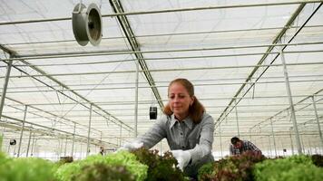 femmina agronomo ispezionando il crescita di biologico verde insalata nel un' serra. video