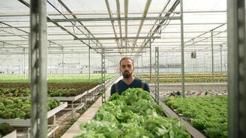 Mens werken in een kas voortvarend een kar met biologisch groen salade naar opslag. video