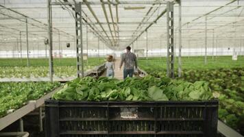 Farm working pushing a cart with organic green salad in a greenhouse agrononmy engineers in front. video