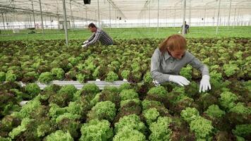 hembra granja trabajador inspeccionando verde ensalada en un invernadero para cosecha. video