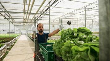boerderij arbeider voortvarend een kar met groen salade na oogst in een serre. video