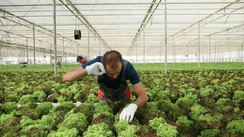 Farmer inspecting the growth of green salad in a greenhouse. video