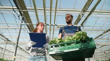 équipe de Les agriculteurs parlant à propos croissance biologique leur vert salade dans une serre avec moderne La technologie pour production. video