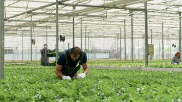 agrónomo inspeccionando el crecimiento de orgánico verde ensalada en un invernadero. video