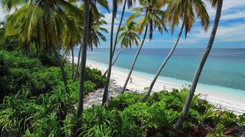 Maldive isole, tropicale spiaggia con palme e blu oceano. aereo Visualizza fra il palma alberi video