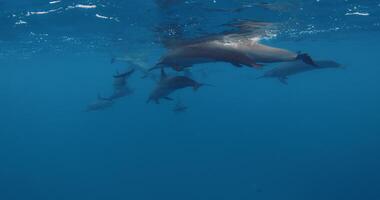 delfini baccello nuoto subacqueo nel blu oceano. delfini famiglia nel selvaggio natura video