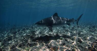 haai zwemt in Doorzichtig blauw oceaan Aan Ondiep water. duiken met tijger haaien. video