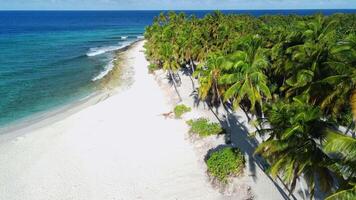 Maldiven eilanden kustlijn, oceaan en tropisch strand met handpalmen. antenne visie video